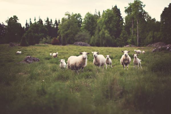 Sheep & Shepherds: the best books for young people